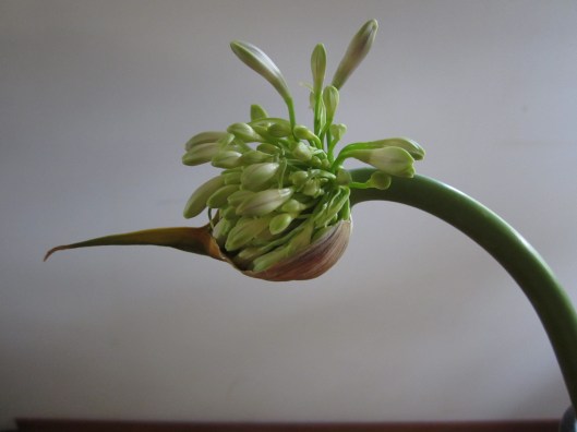 partly opened agapanthus flower head