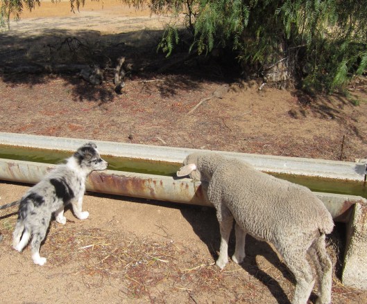 sheep and puppy 